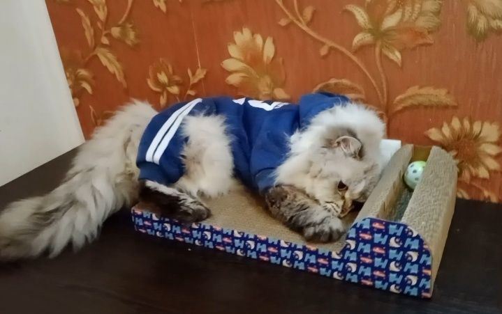Скидка. Роскошный Скоттиш Страйт Хайленд поинт вязка