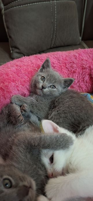 Котята. Скотиш Фолд, Страйт