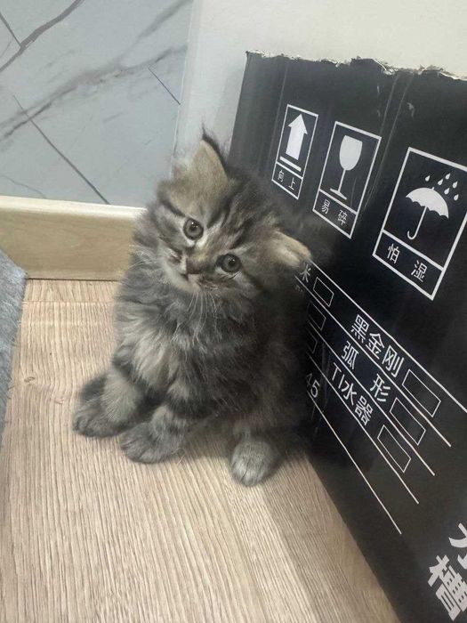 Котята породистые