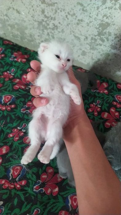 Мушукча сотилади