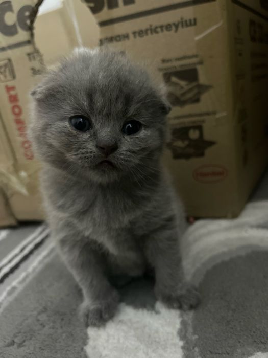 Скотиш фолд котята (15 февраль дата родж)