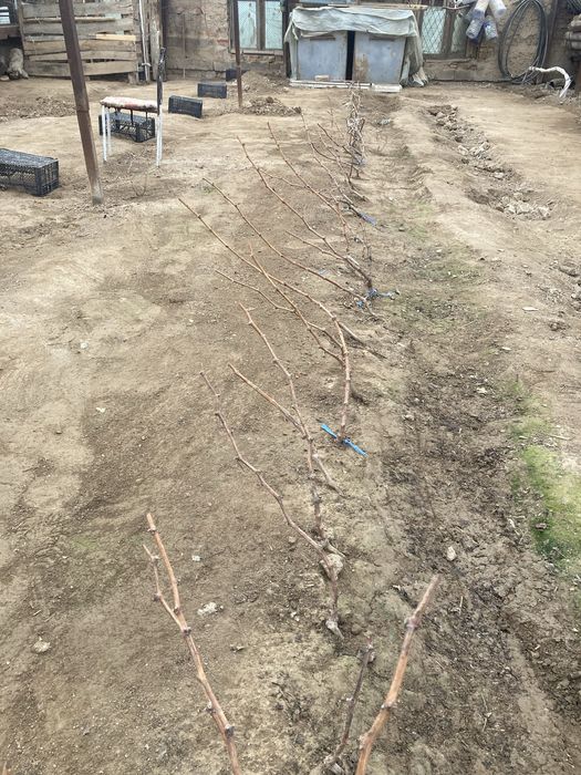 Avatar Uzum Ko'chatlari bor Orginal 100%  Arzon Narxlarda