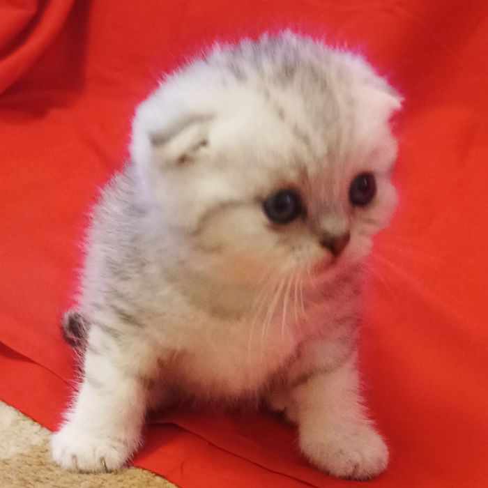 Продается котёнок  Скотти фолд