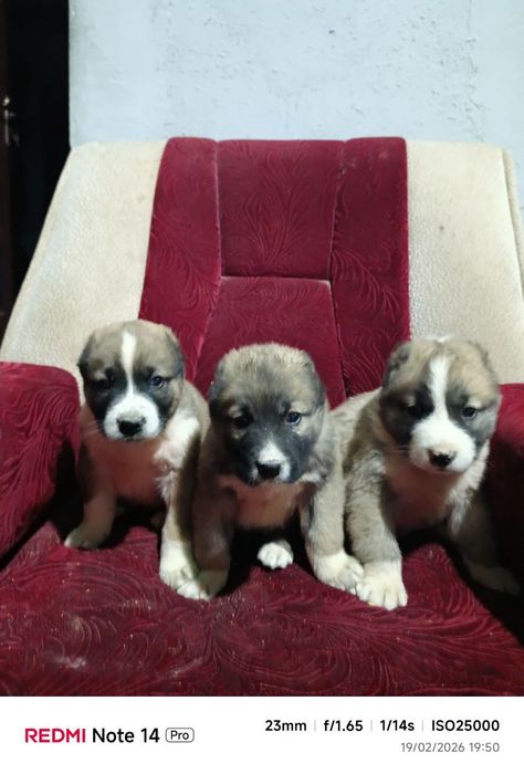 Alabay paroda kuchik bolalari