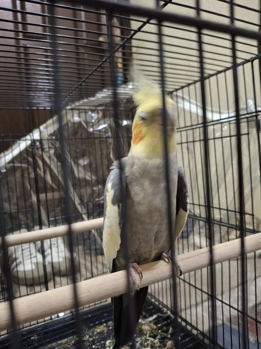 Карелла птицы продаётся