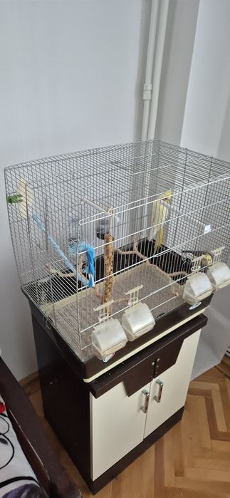 Papagalii Nimfe pui blânzi