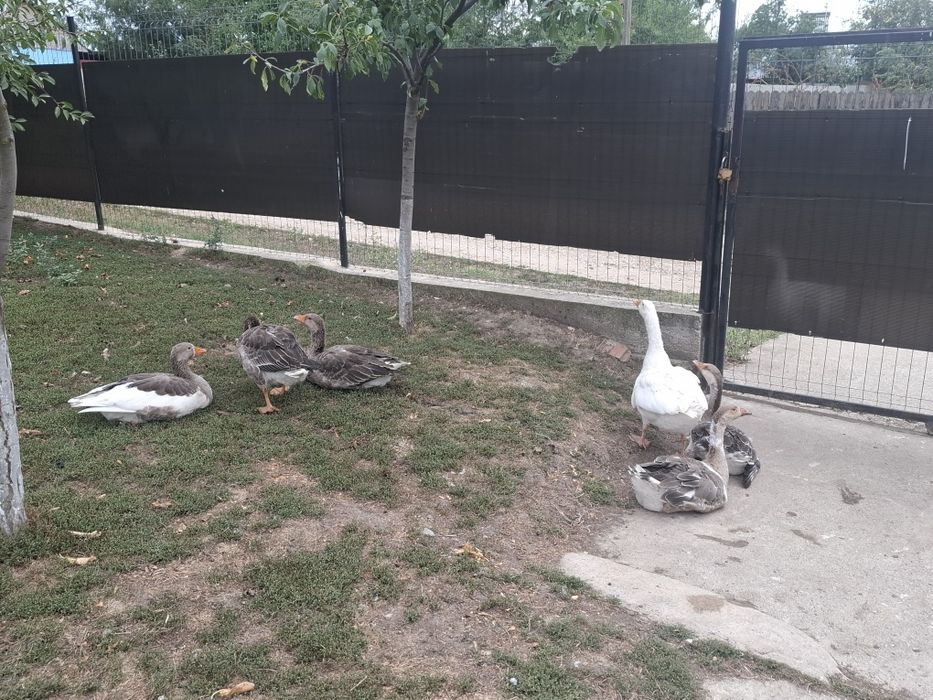 Gaste de vanzare din primavara aceasta.