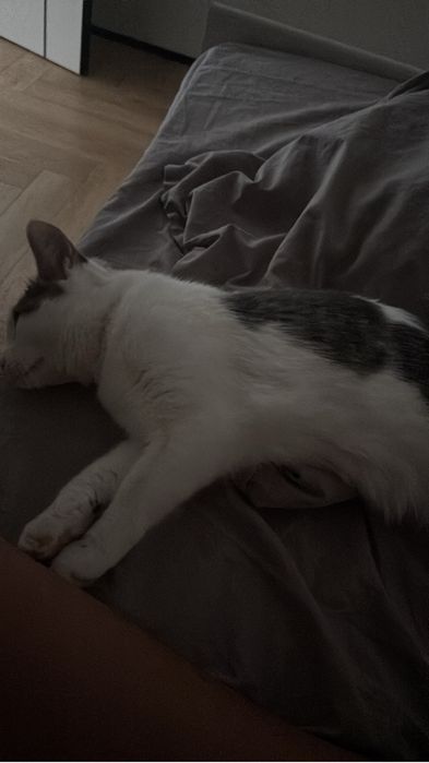 Кошка по имни снежка