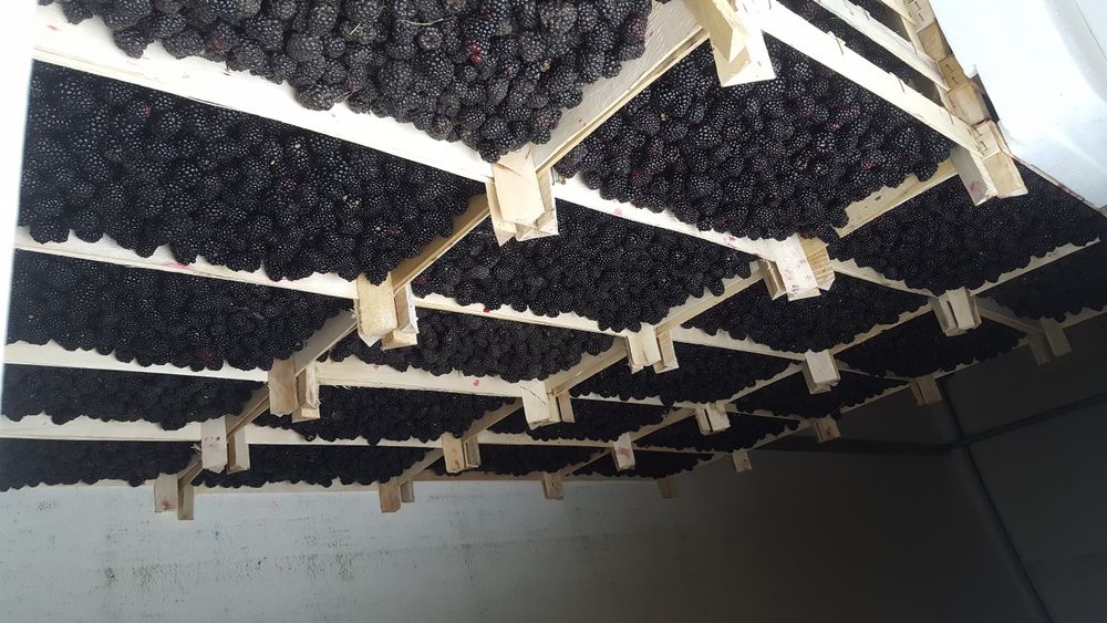 URGENT ..Teren agricol Ferma de mure , zmeura si pomi fructiferi