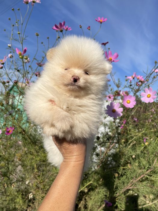 Щенки шпица