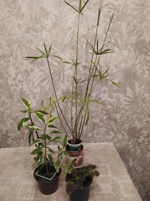 Продам ком. цветы выращенные дома.