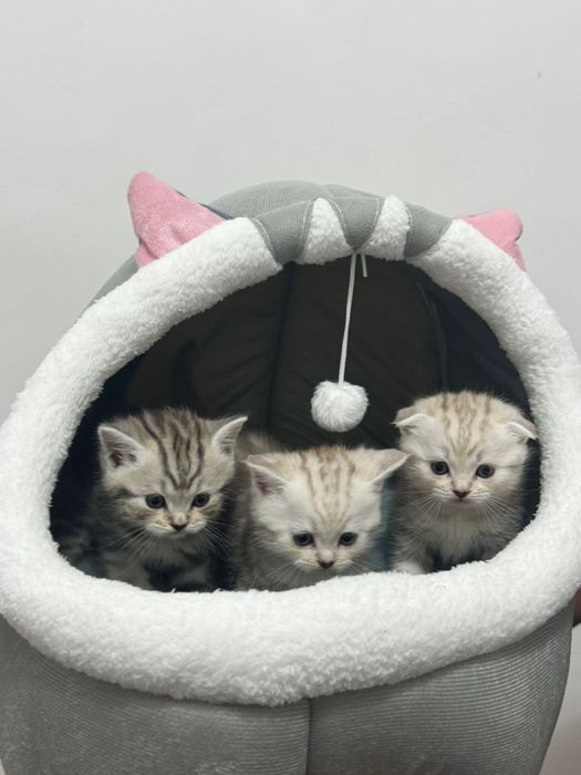 Шотландские котята