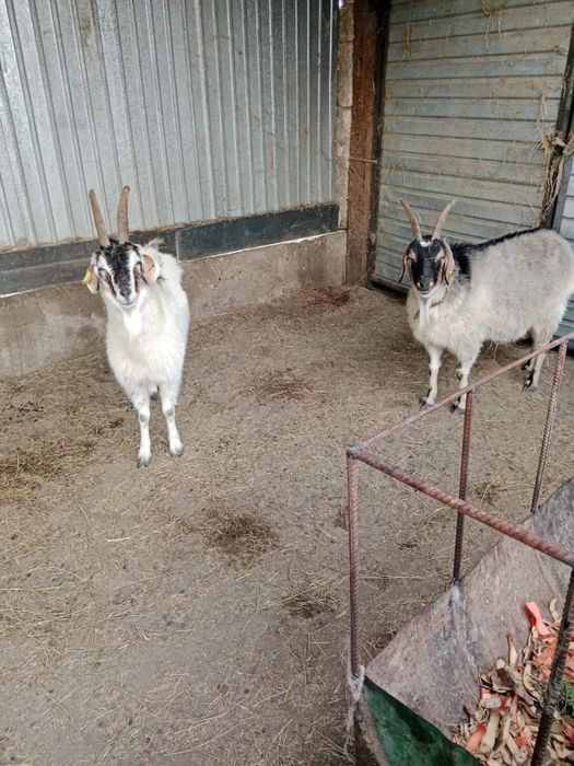 Продам ешки сатылады