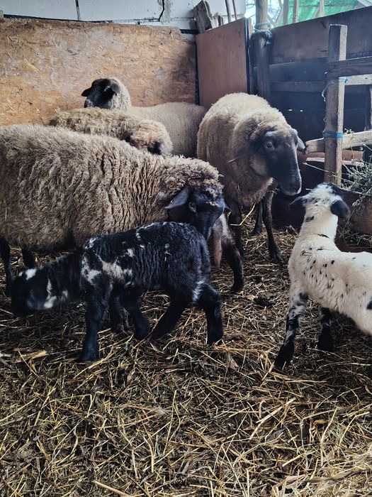 vând 4 oi cu 6 miei metiș-suffolk