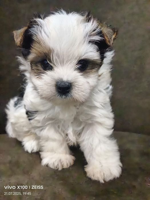 Очаровательные щенки бивер-йорка.