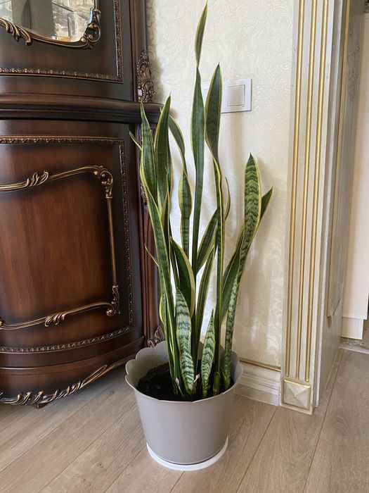 Сансевиерия (щучий хвост/тещин язык)