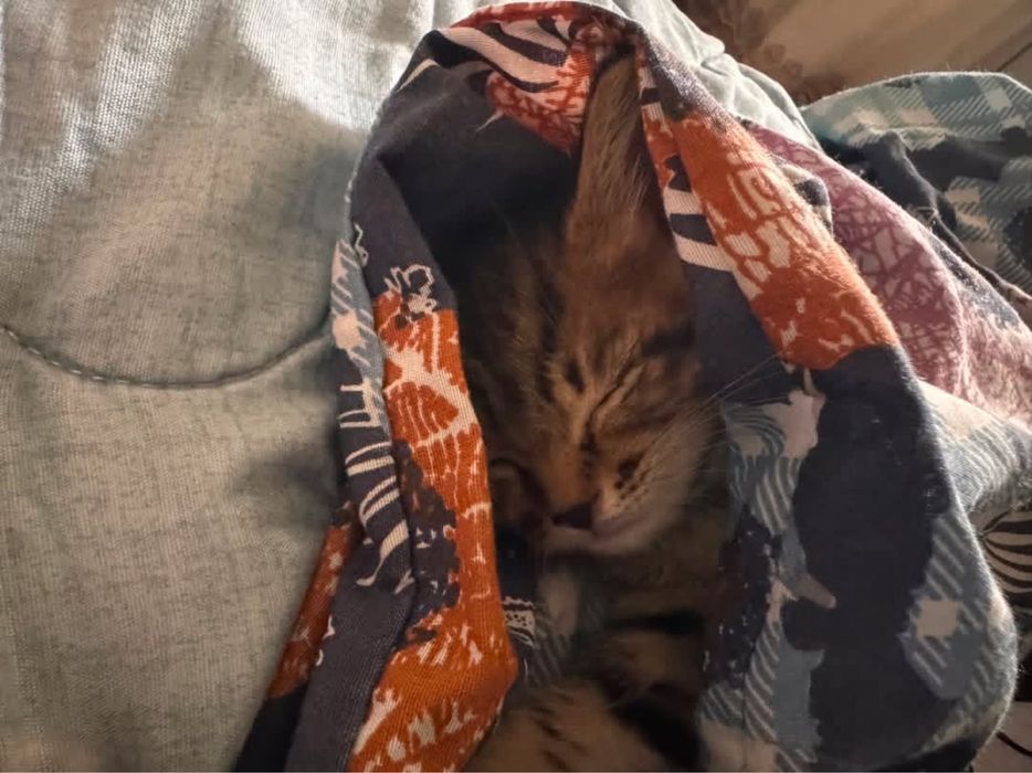 Котенок девочка