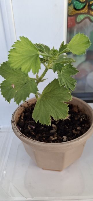 Королевская пеларгония.