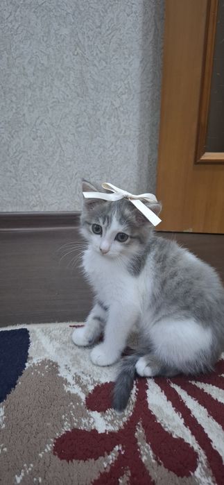 Отдадим в хорошие руки милую кошечку Лию