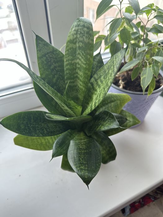 Продам комнатные цветы 5000 тг