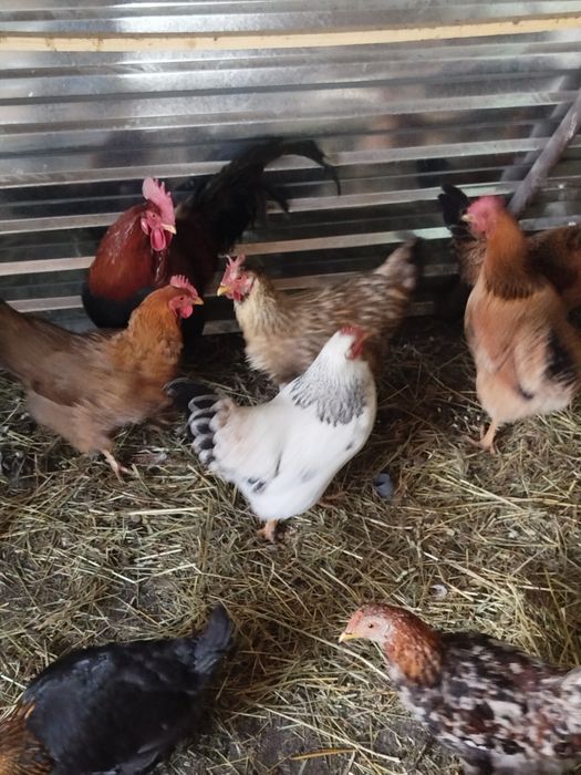 Куры кучены разные