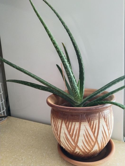 Алое вера разные