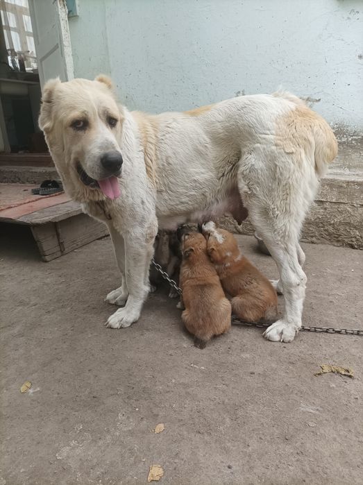 Продаются щенята порода алабай 37 дней