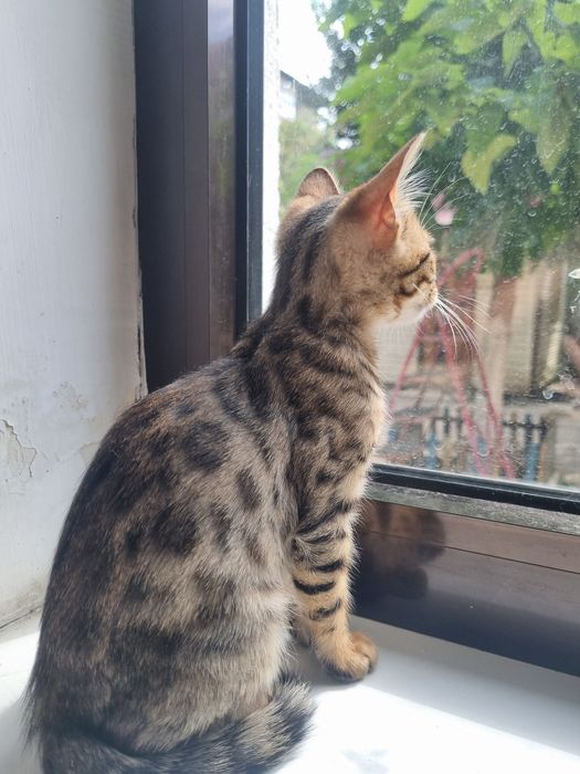 Котенок бенгальский