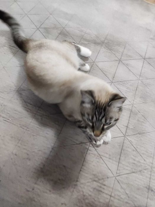 Ofer motan spre adoptie, din Ipotesti Suceava.
