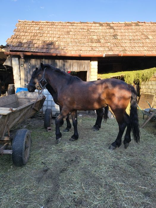 O iapa și o mânză de 3 ani