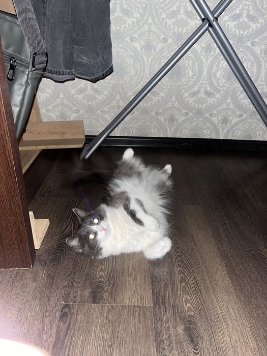 Вязка мой кот 2года опыта нету