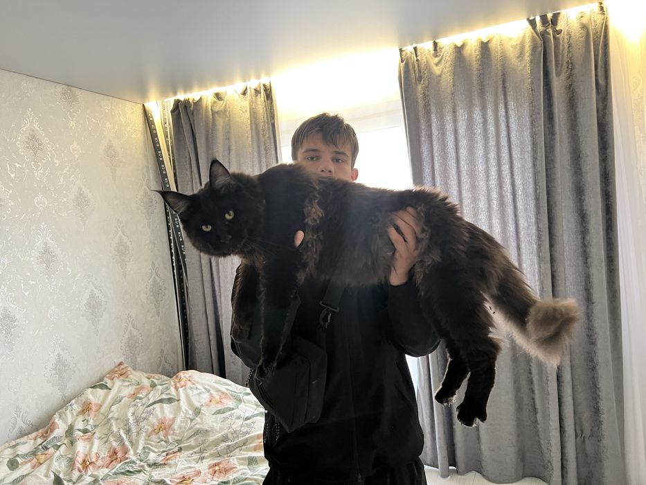 Вязка мейн кун Черный. Весь пакет документов.