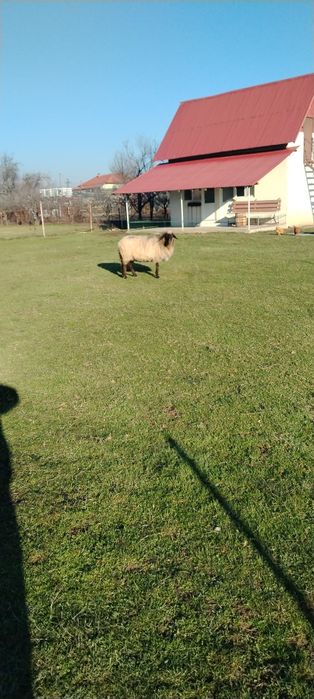 Vînd oaie carabaș gestantă la al treilea miel