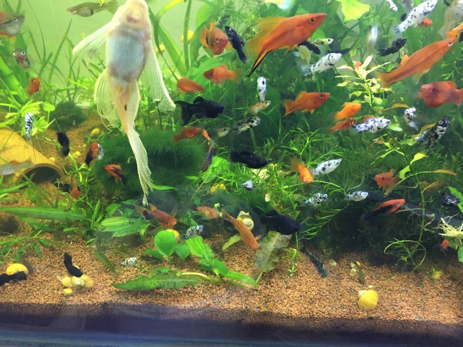 Plante easy-fara co2 Bacau • OLX.ro