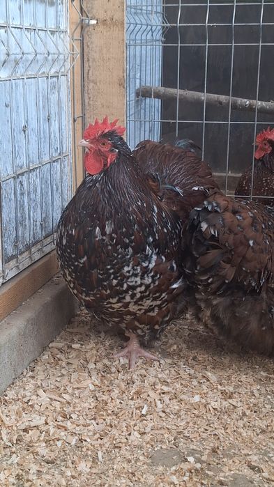 Familie Orpington porțelan