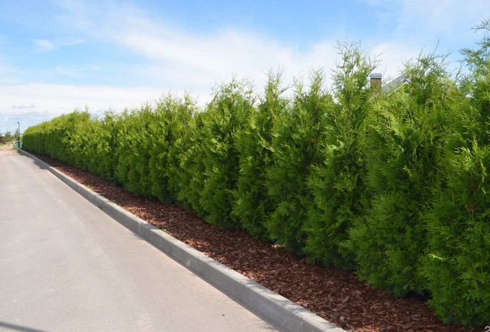 Арчалар бор декаративний ва забор учун