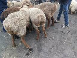 Қой, Бараны, Тоқты, Марқа,