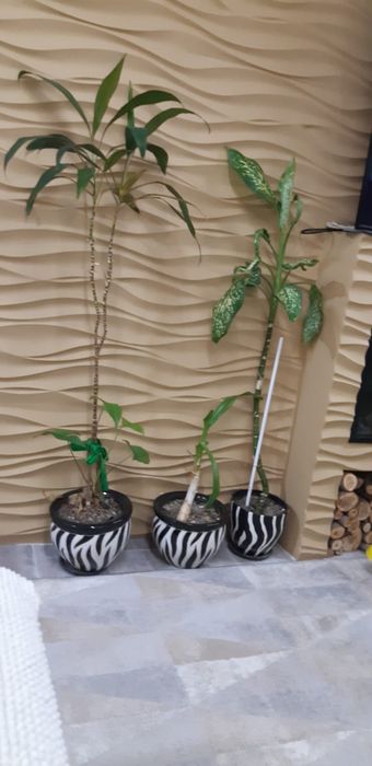 Домашние цветы. Цветы с горшком.  Дифенбахия