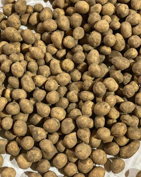 Семина сорт Гала