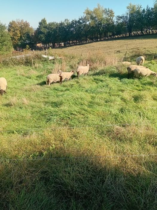 Berbec Suffolk (sufolk)