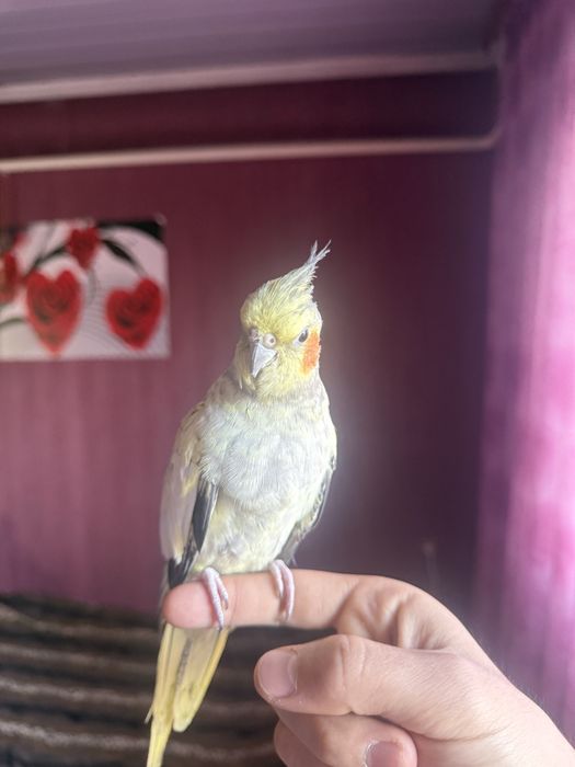 Продам абсолютно ручных корелл