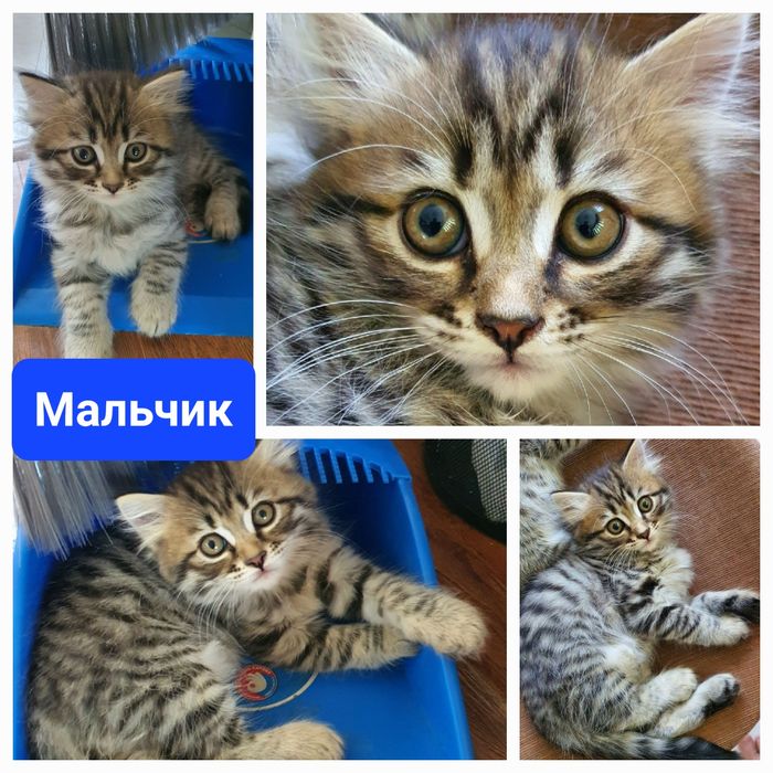 Котята шотландской вислоухой
