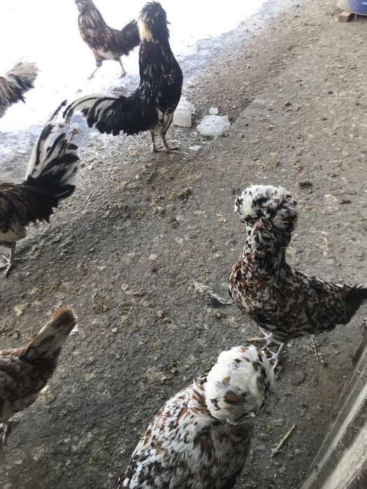 Gaini padoane portelan