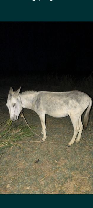 Tabiiy jinsiy aloqaga qarash