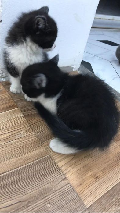 Британский кошки