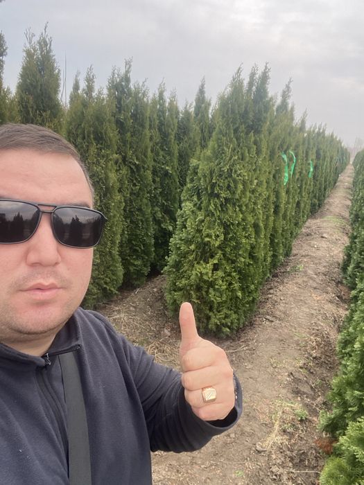 Туя смарагд пираммидальная