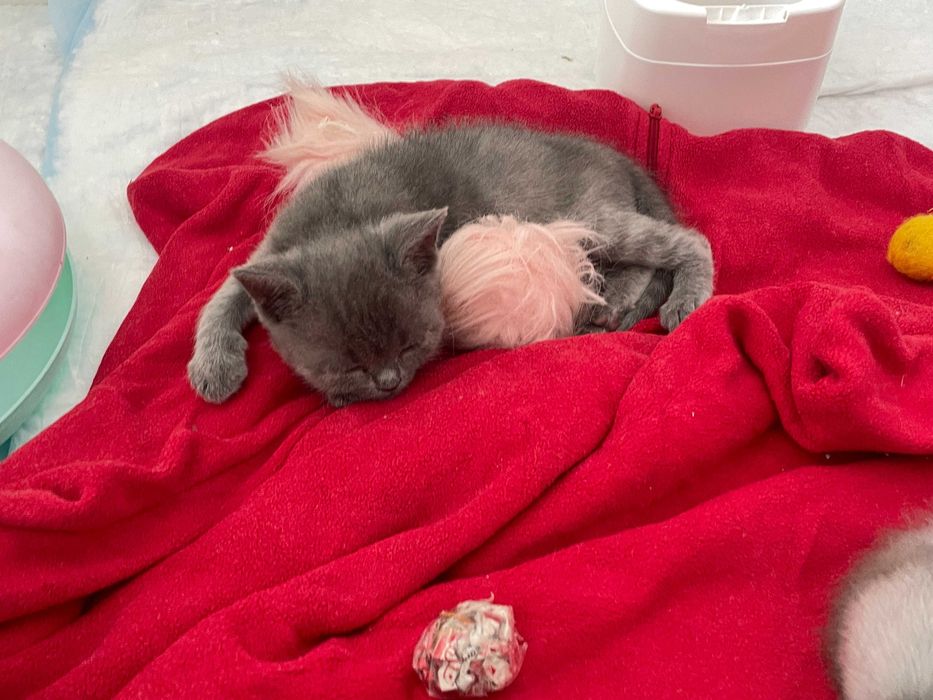 Британски късокосмести котенца