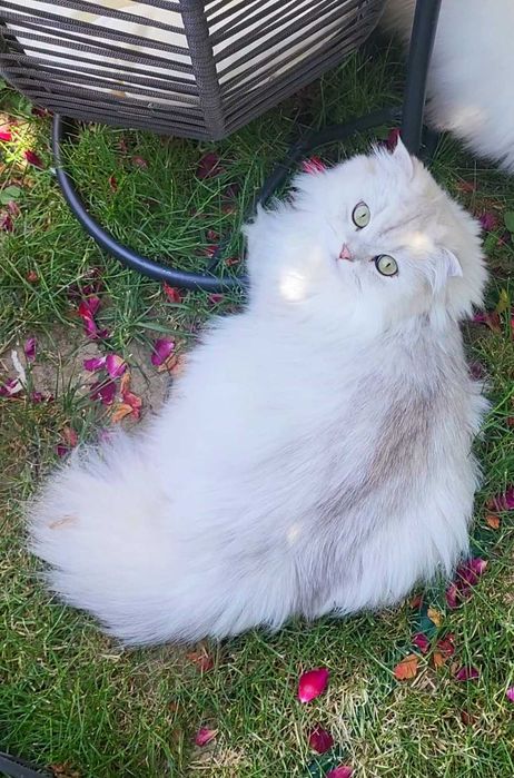Baiat SUPERB  Scottish fold cu pedigree wcf