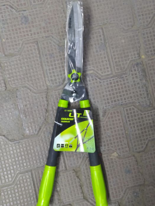 Shox va izgrit qaychila