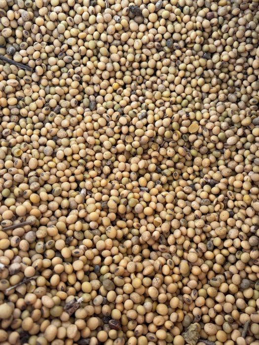 Vand soia pentru sămânță sau animale